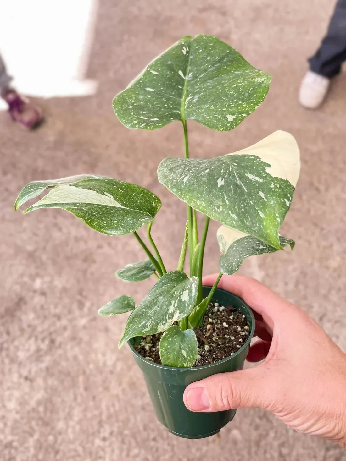 Why is the Monstera Deliciosa Thai Constellation So Popular?