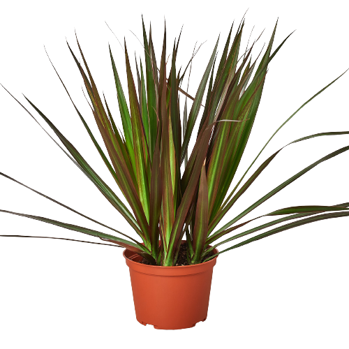 dracaena marginata planta Dracaena 'Marginata Magenta'