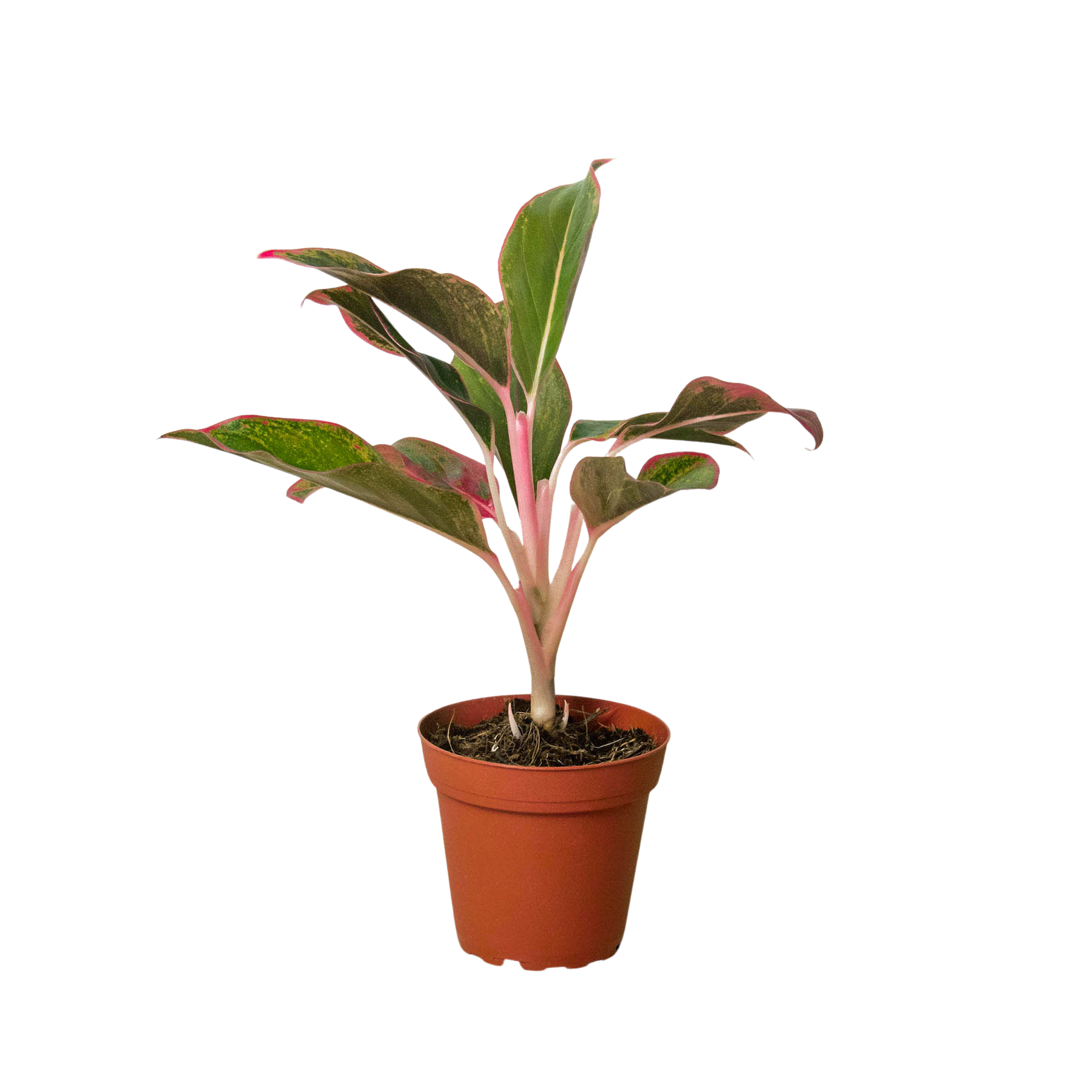 chinese evergreen plant air purifier Chinese Evergreen Red Siam – Air-Purifying Houseplant – Planta Vida Co