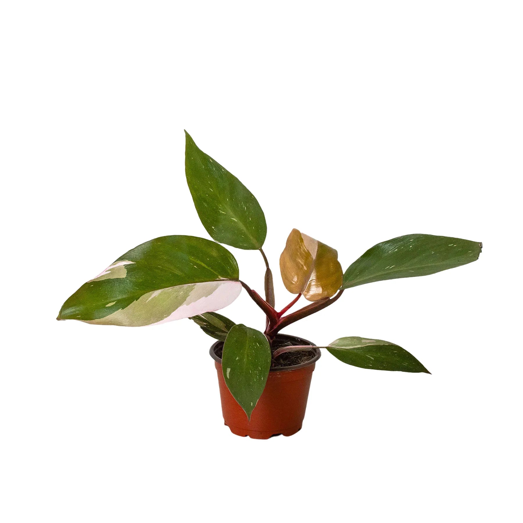 planta philodendron Philodendron 'Pink Princess' – Planta Vida Co