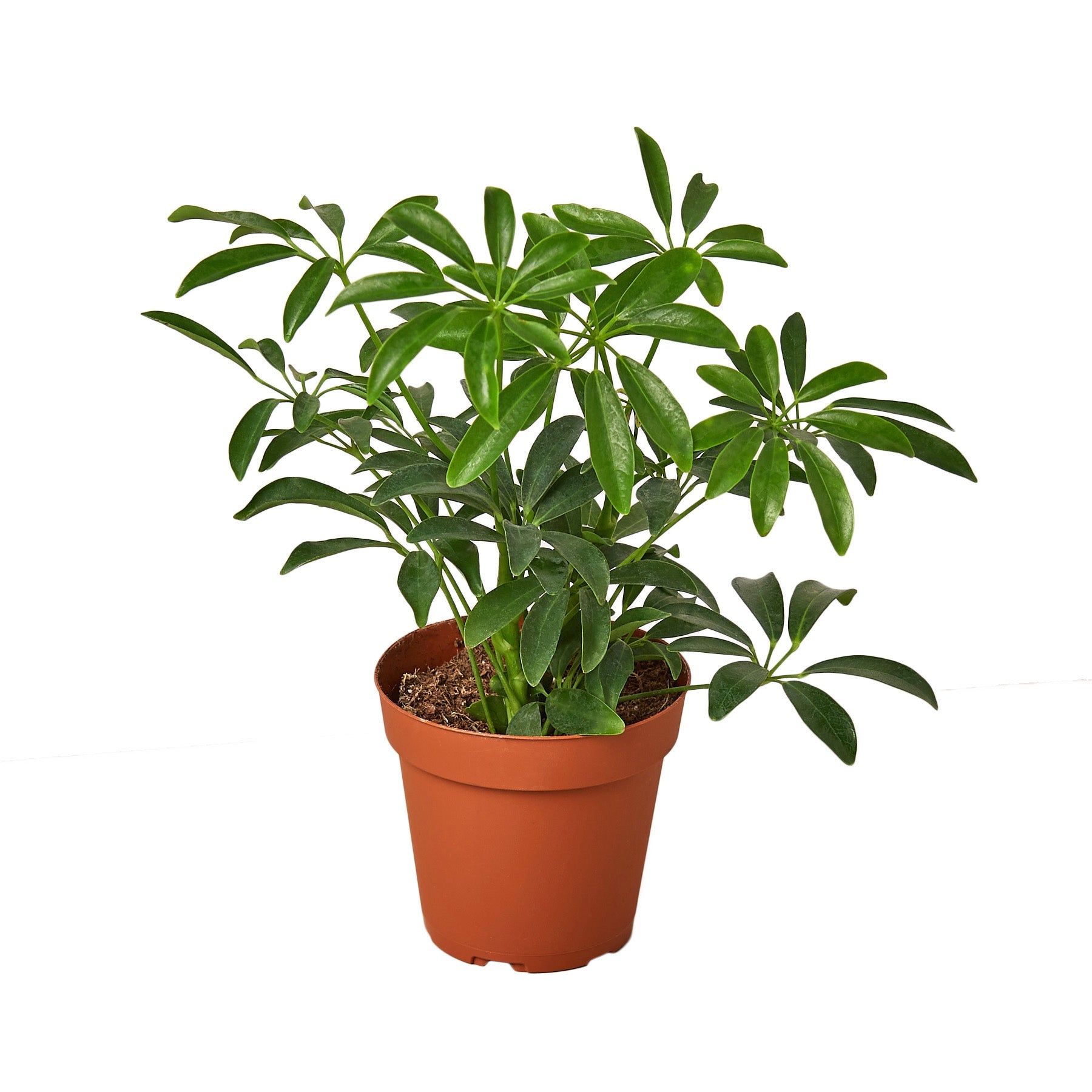 planta schefflera arboricola Schefflera Arboricola 'Umbrella' – Planta Vida Co