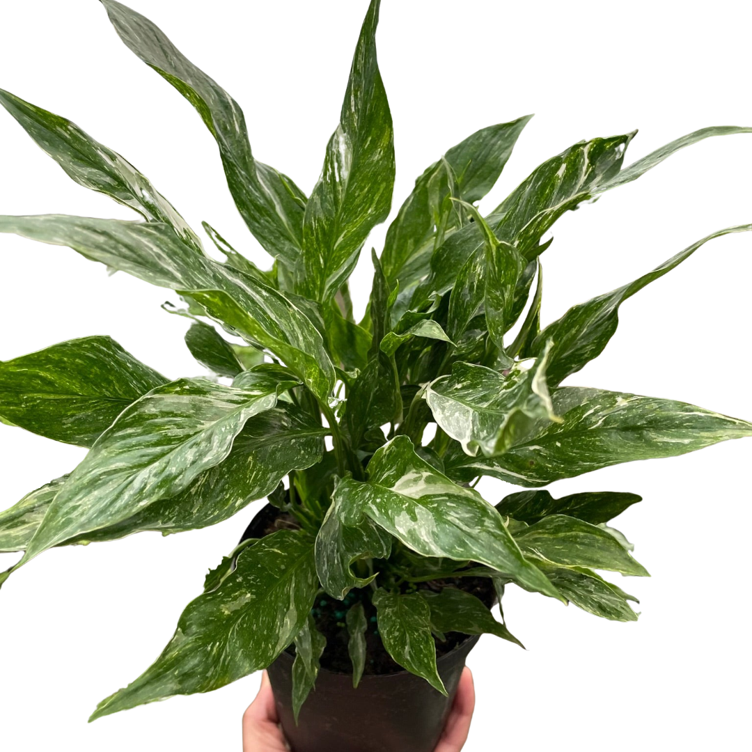 planta peace lily Variegated Spathiphyllum 'Domino' – Planta Vida Co