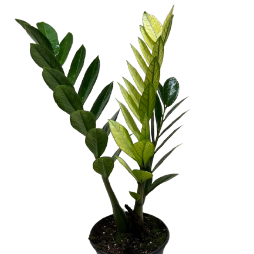 planta zz Zamioculcas 'Chameleon' – Planta Vida Co