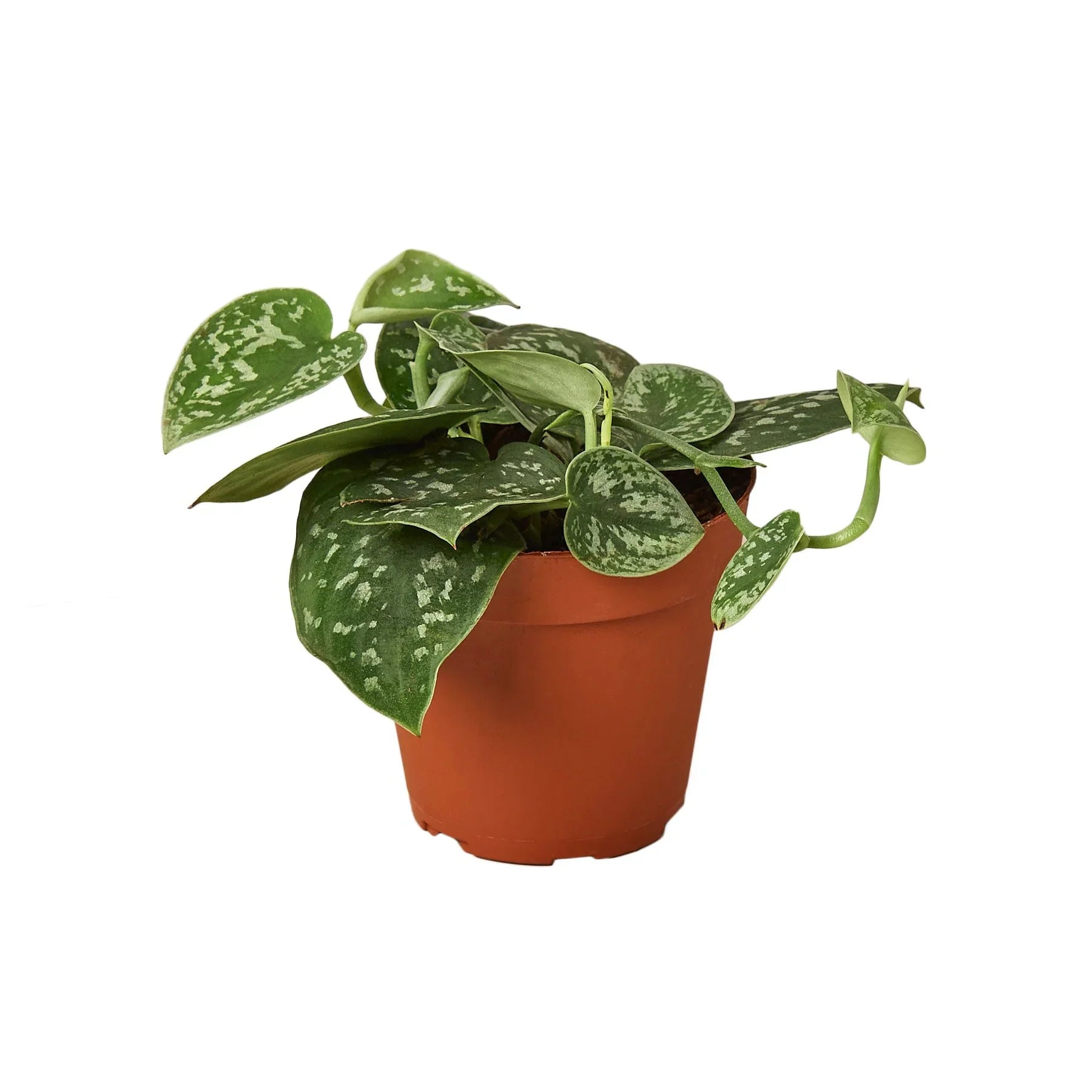 pothos planta Pothos 'Satin' – Planta Vida Co