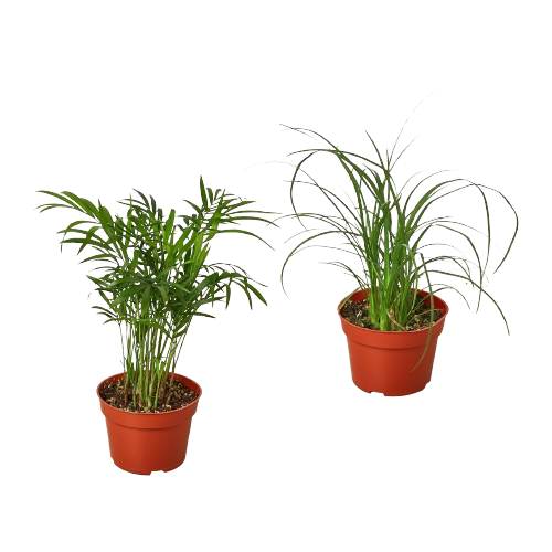 planta parlor palm 2 Palm Variety Pack / 4" Pots / Live Plant / House Plant – Planta Vida Co